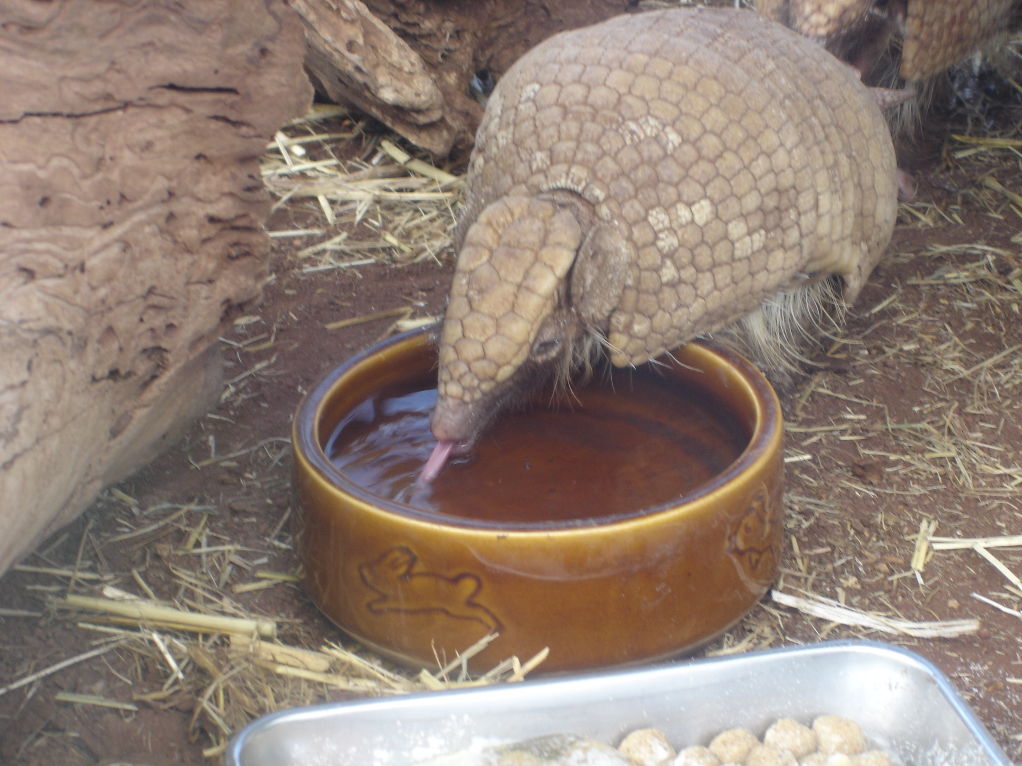 アルマジロ飲水２.jpg