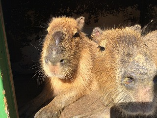 カリン・カイ同居.jpg