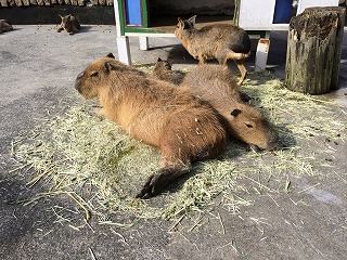 カリン・カイ添い寝.jpg