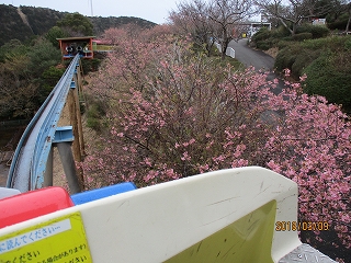 スカイ桜.jpg