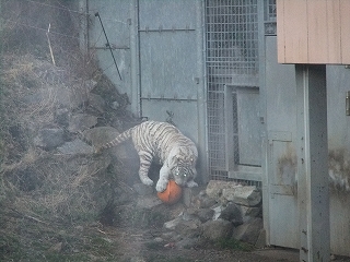 タイガー燃える.jpg