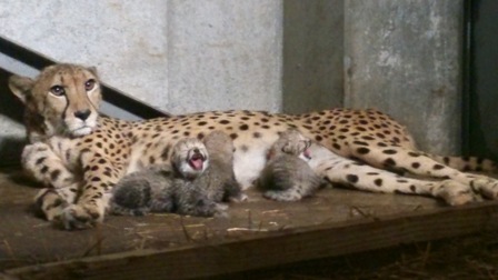 チーター子供.jpg