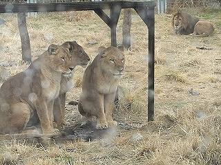 バレンタインの密会.jpg