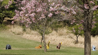 桜仲良し.jpg