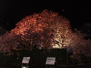 河津桜（夜）.jpg