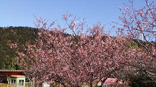 河津桜８分 (2).jpg