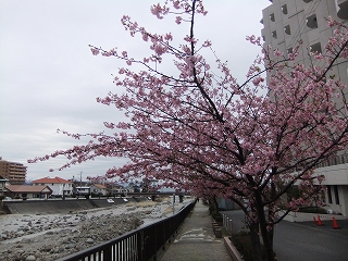 河津桜.jpg