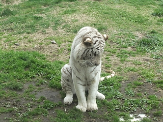 花粉症シロップの.jpg