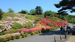 2016つつじ祭り.jpg