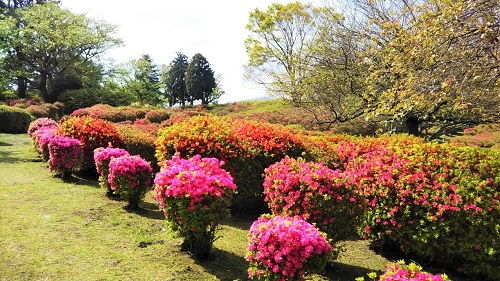 2019年4月20日　つつじ①.jpg