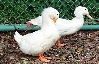 DSC_0065.jpg