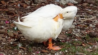 DSC_0069.jpg