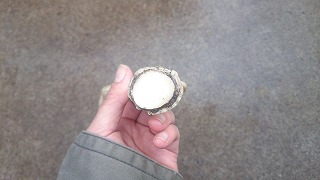 DSC_2019.jpg