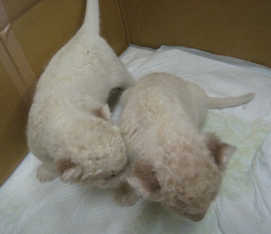 IMG_2103左♂右♀.JPG