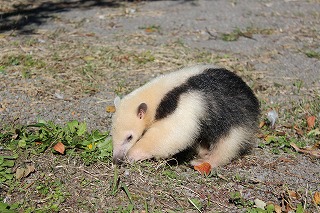 IMG_4592s.jpg