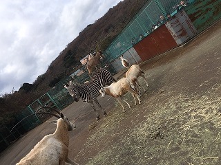 イブオケーキ