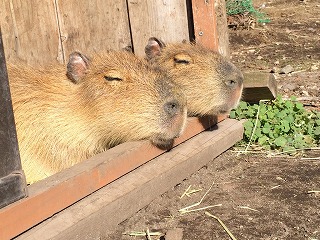 〇〇カピバラ - 伊豆 稲取・下田、観光案内アクティブガイドBLOG