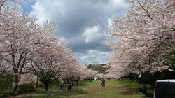 クロカン桜１.jpg